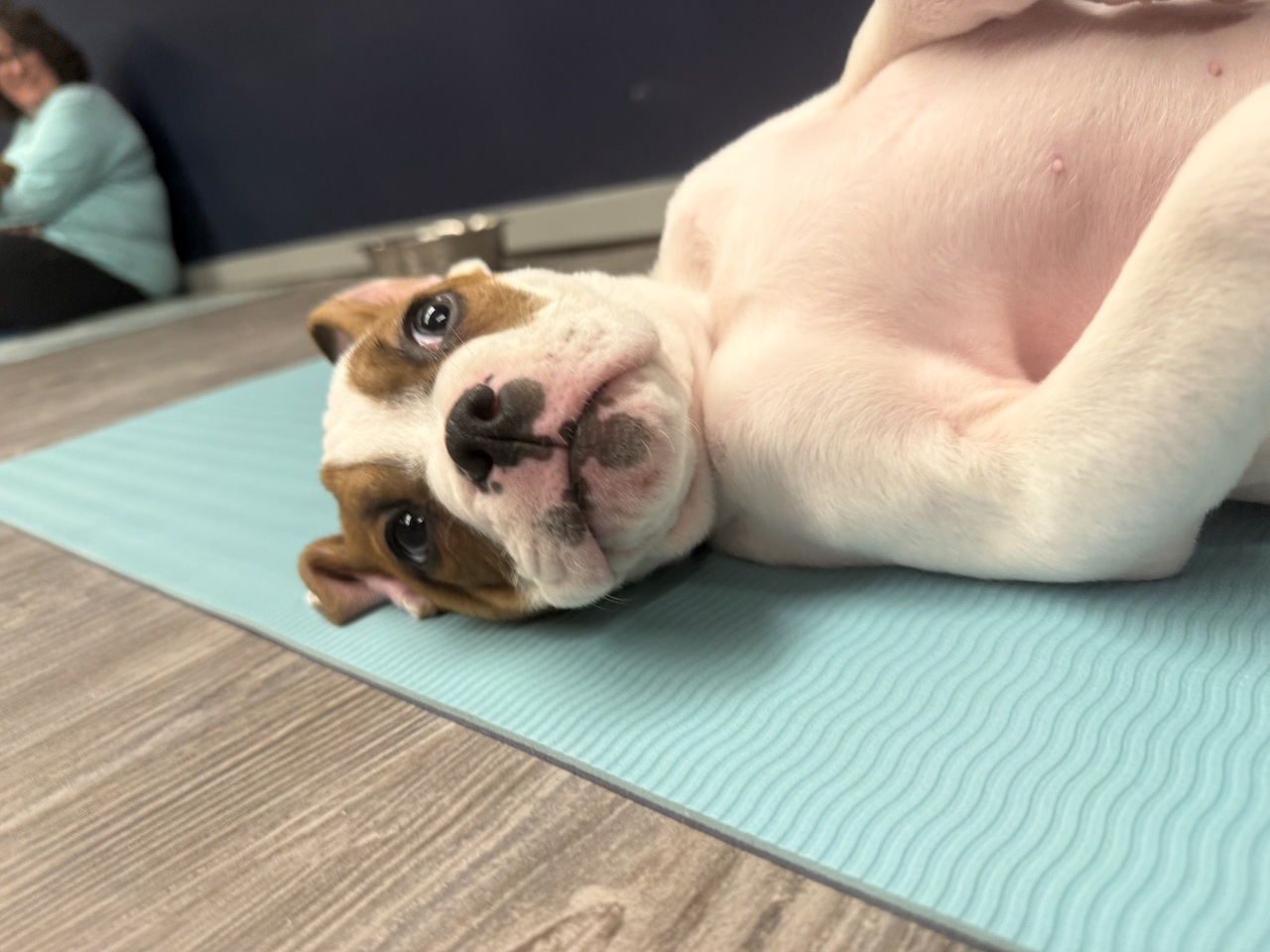 PUPPY YOGA AT RIVER KITTY! logo