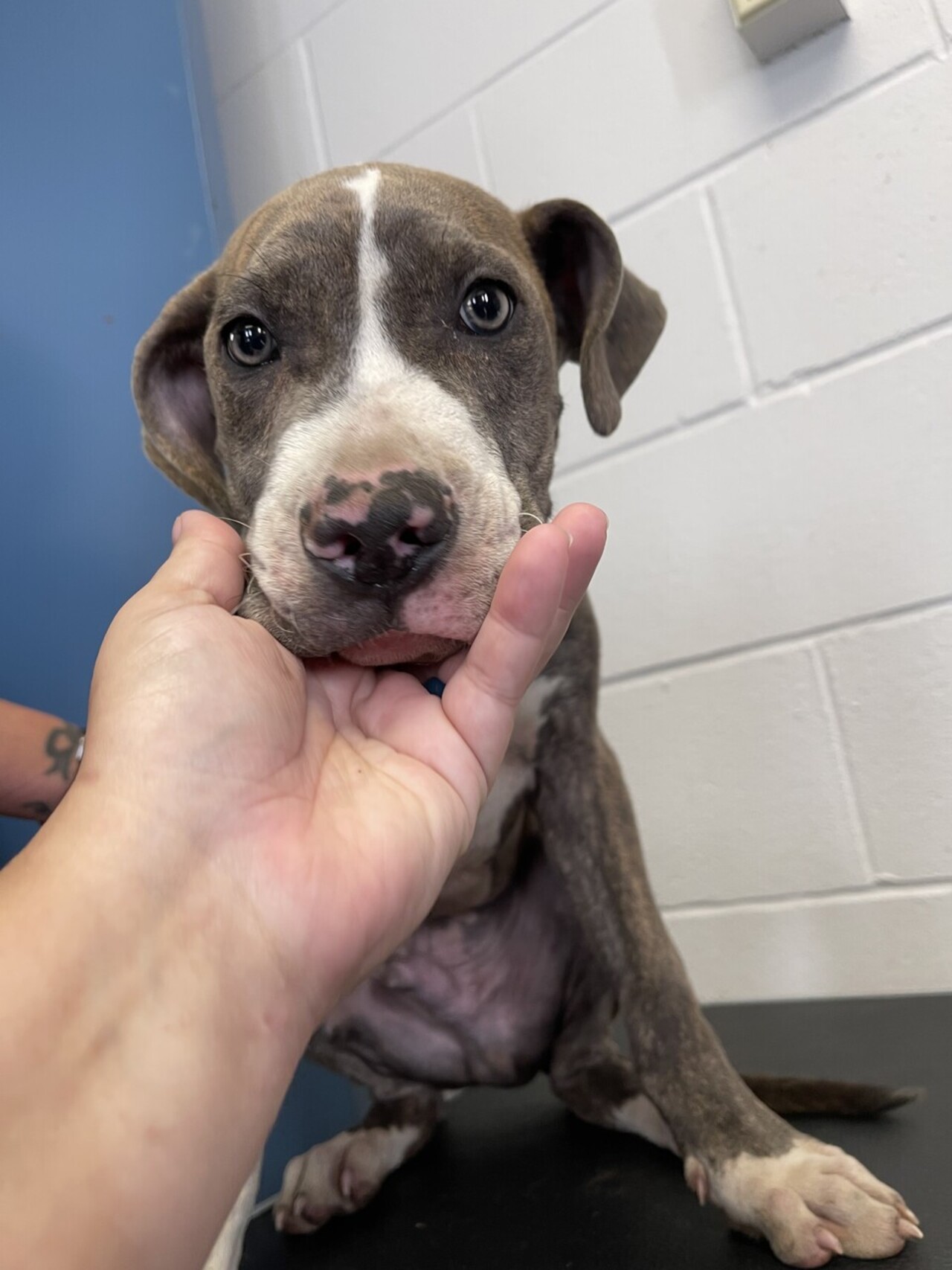 A "Hero" Pup in Need logo