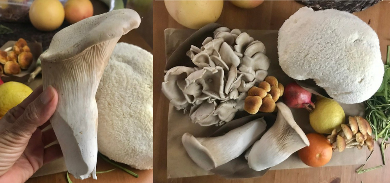 Growing Mushrooms and Nutrition logo