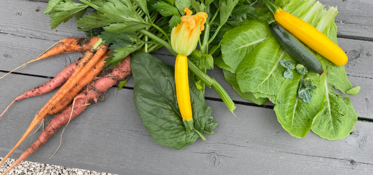 Nutrition from the Garden (Opportunity Center) logo