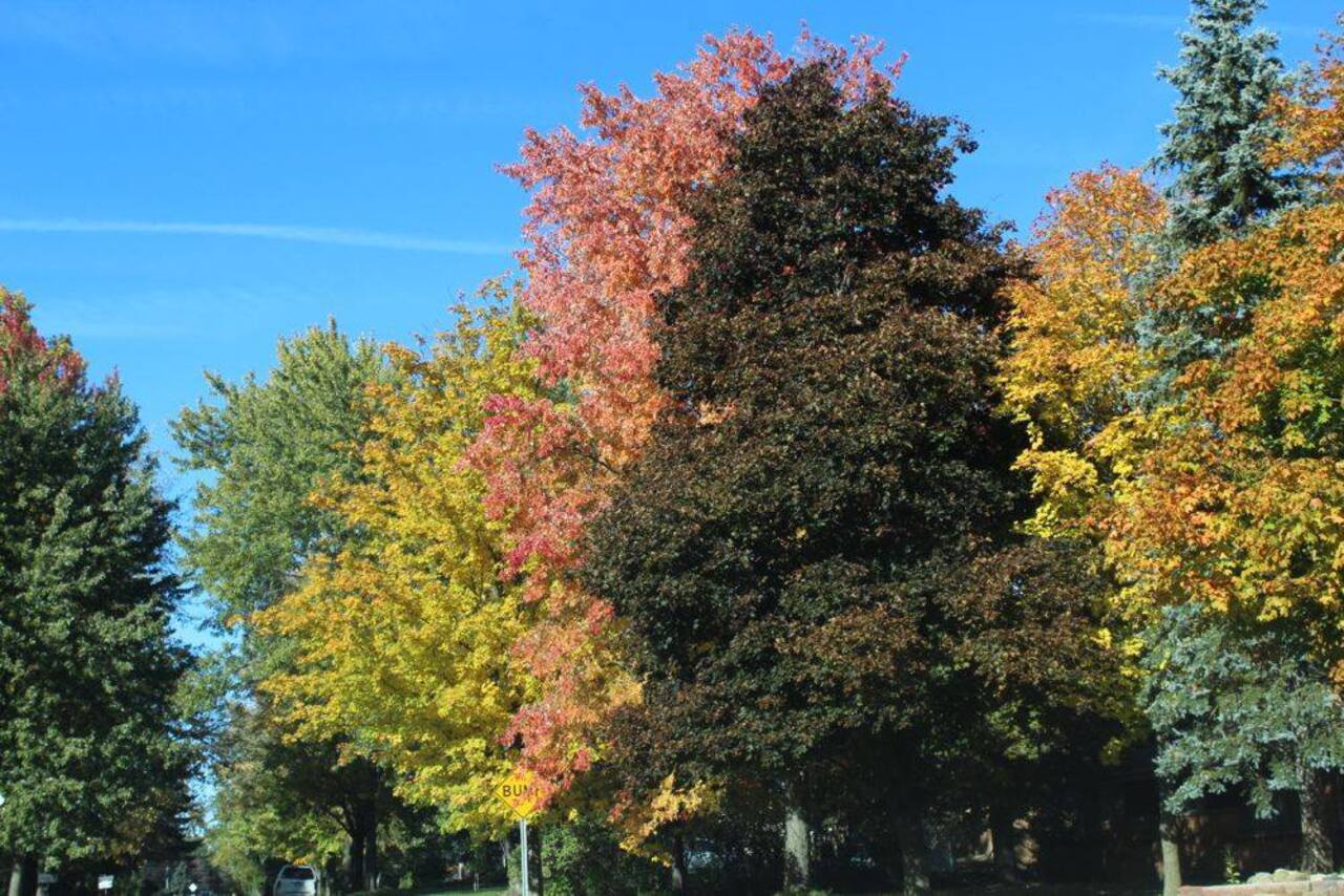 Carpenter Neighborhood Community Fall 2025 Food Drive logo