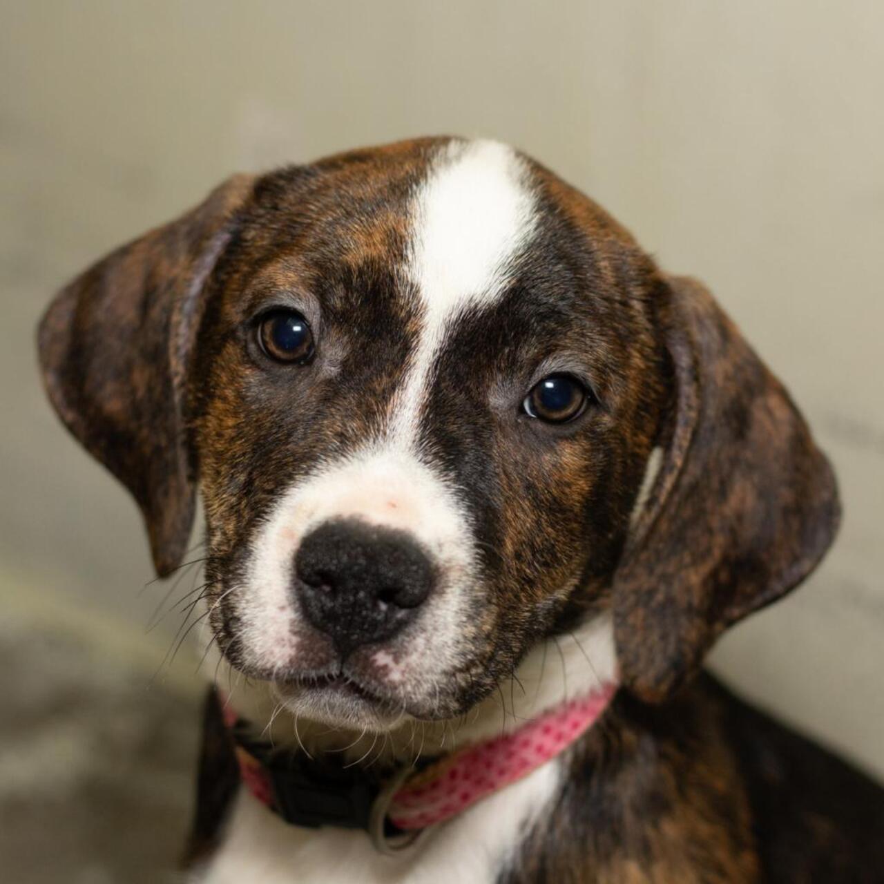 VHS Annual Fund Solicitation January 2026 logo