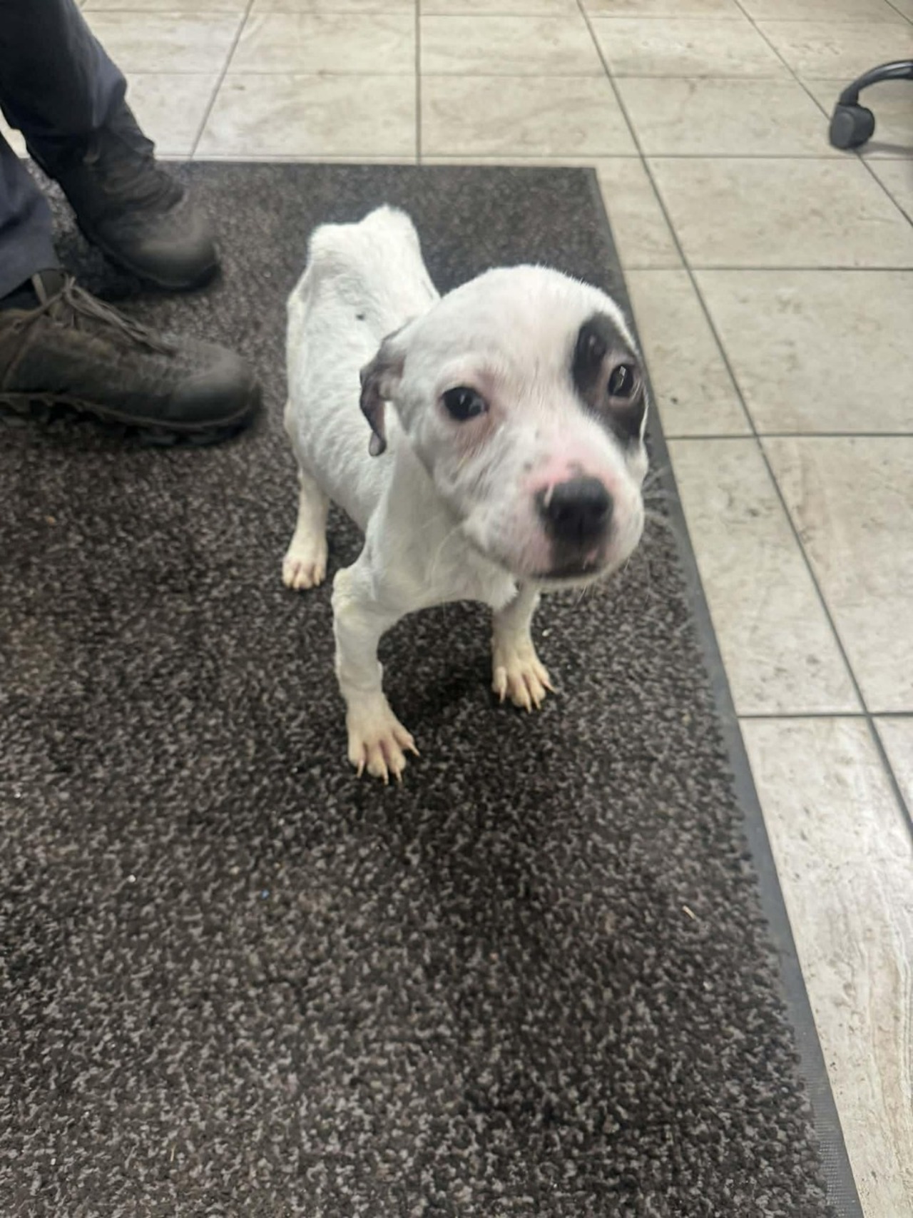 Dunkin’s Holiday Miracle in the Making logo