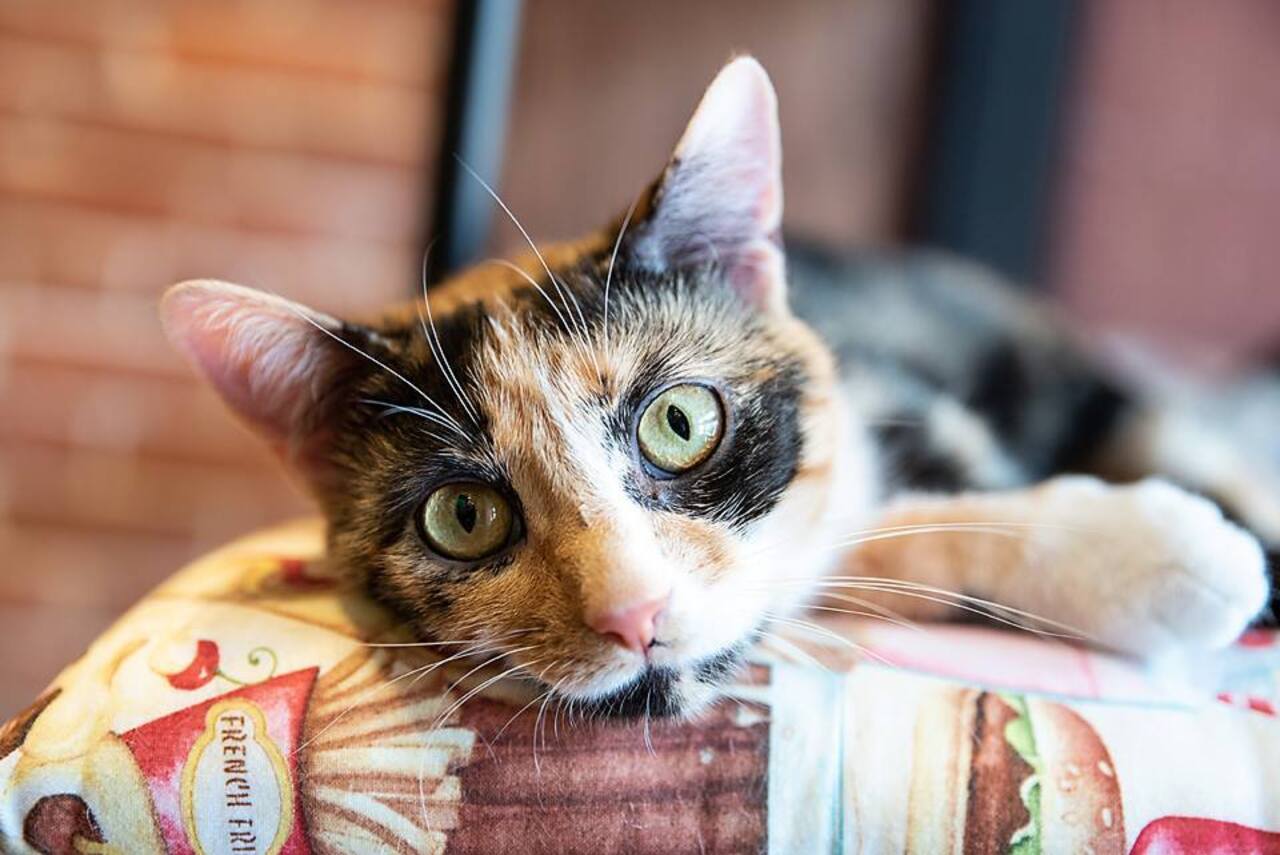 Support River Kitty Cat Cafe! logo