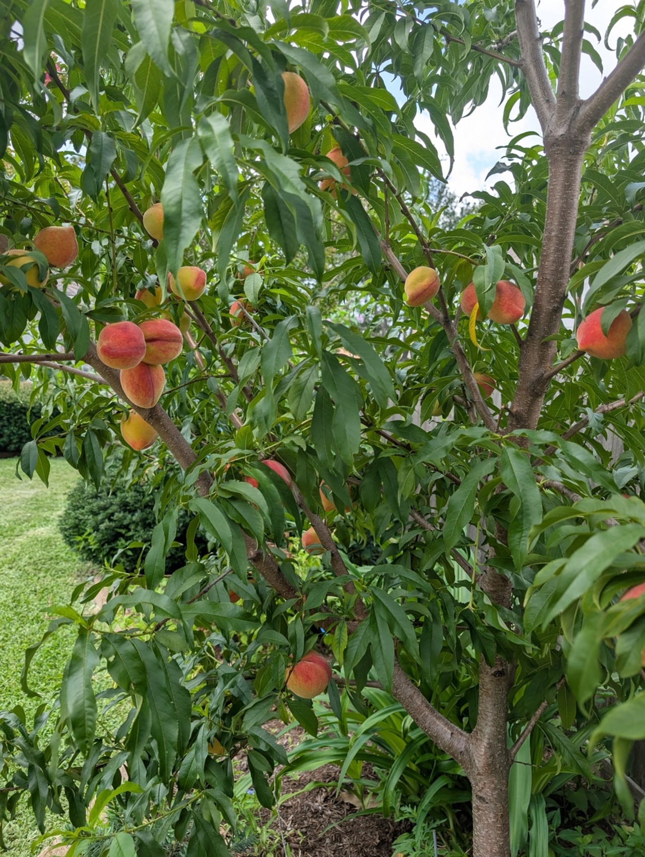 Fruit Tree Training and Pruning logo