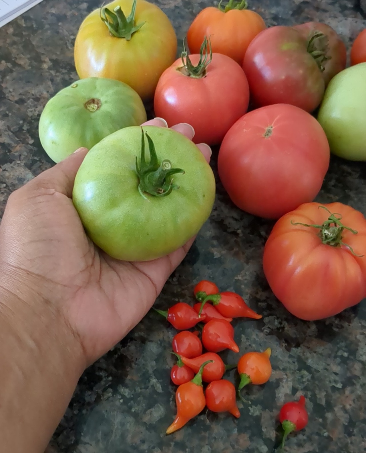 How to Successfully Grow Tomatoes and Peppers logo