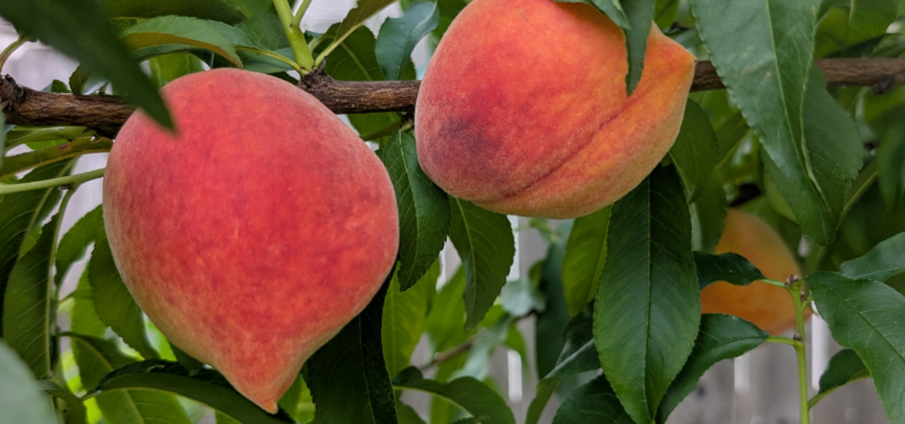 Best Fruit Trees to Grow in the Spring logo