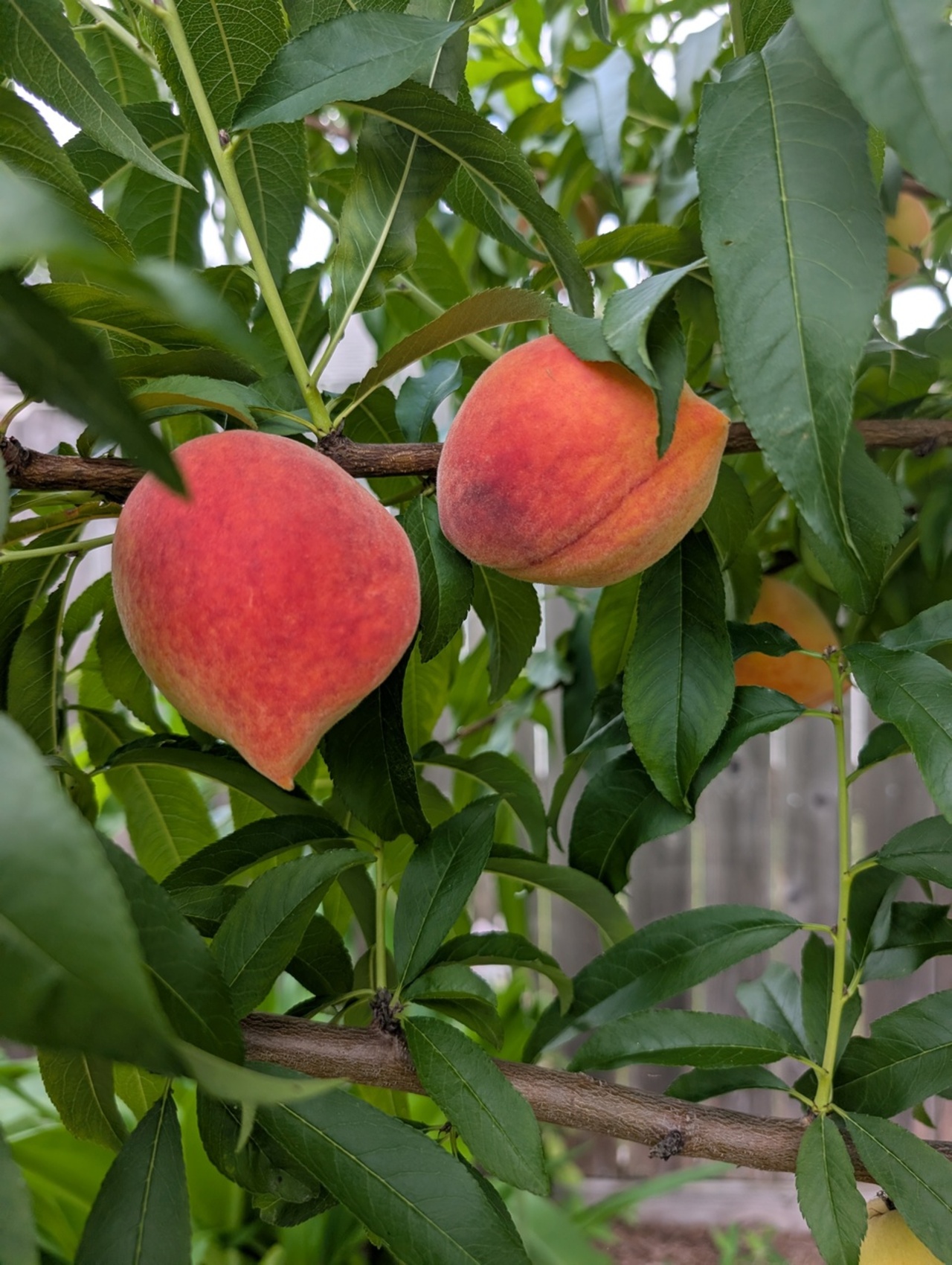 Best Fruit Trees to Grow in the Spring logo