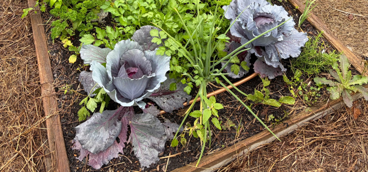 Getting Started Growing Your Own Food logo