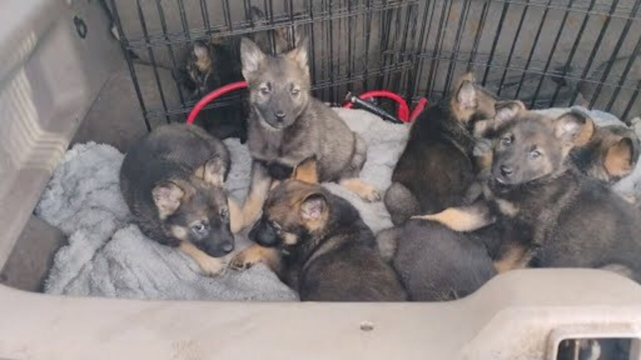 Eight Puppies on the Brink, Eight Lives Saved logo