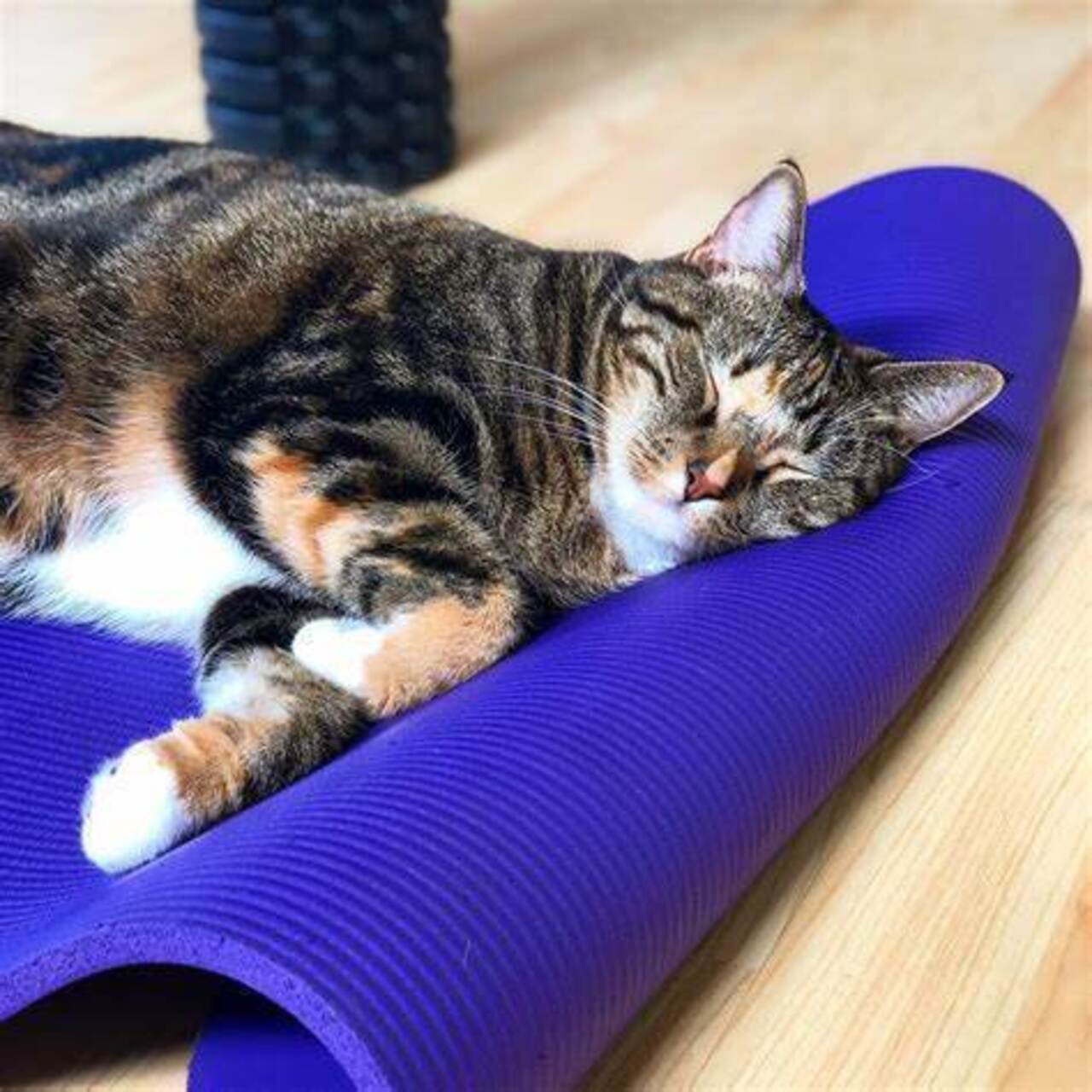 Cat Yoga At VHS logo