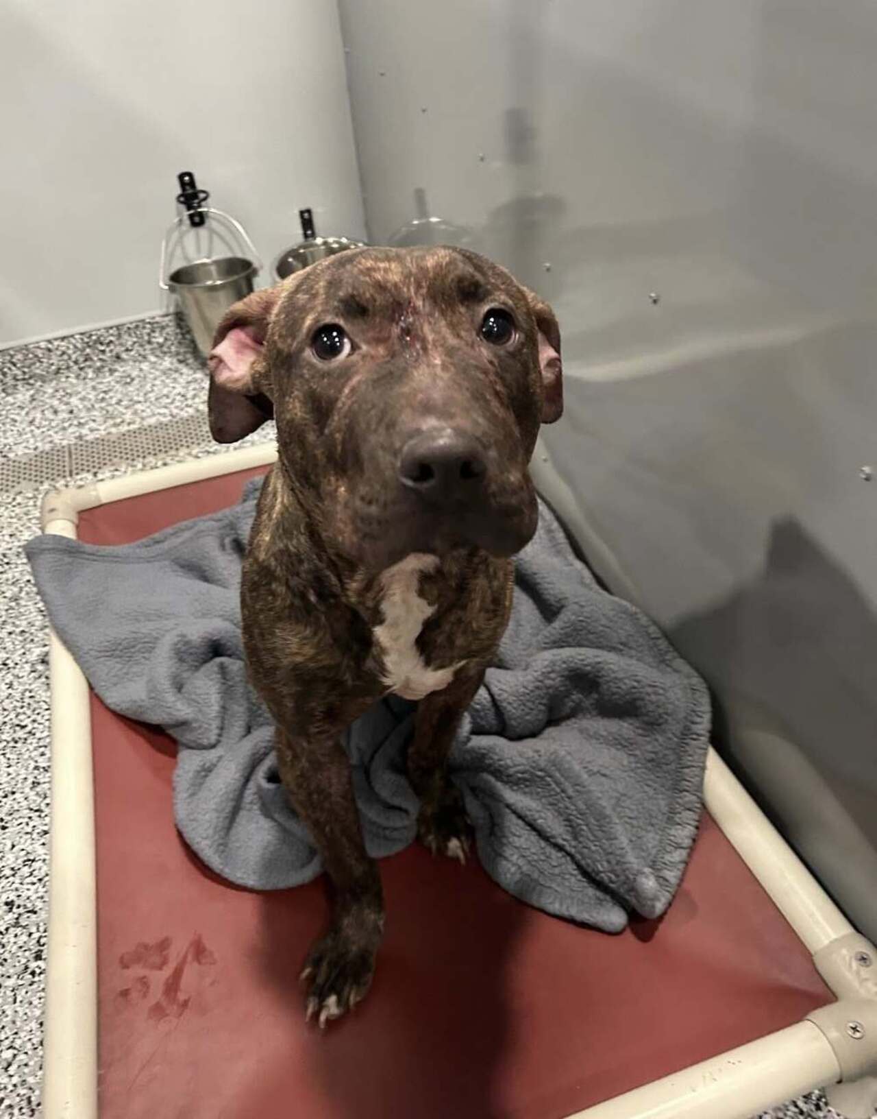 Atlas Survived the Attack. Now He Needs Help to Heal. logo