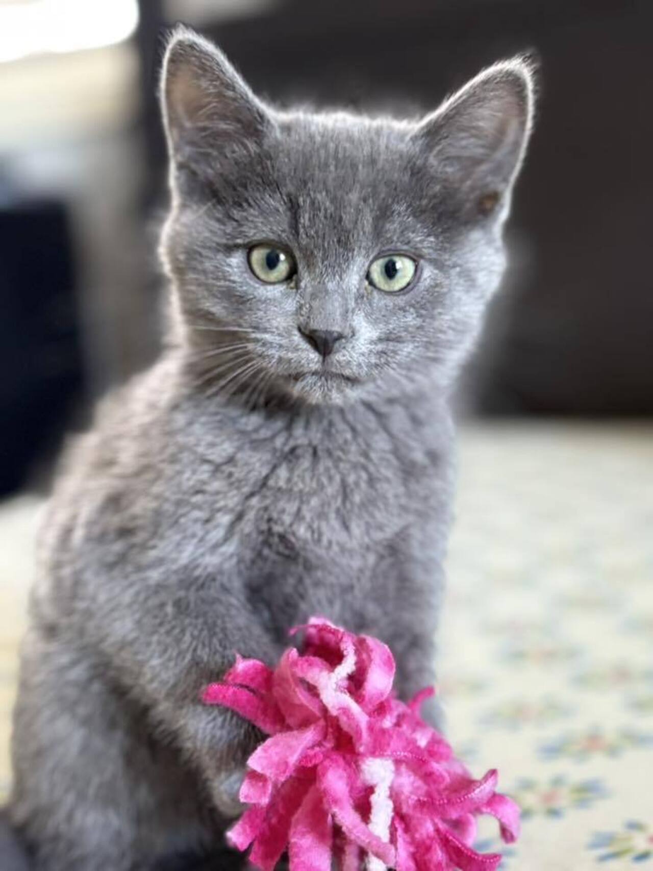 Fuel the Future: A Sustainable Kitten Food Fund logo