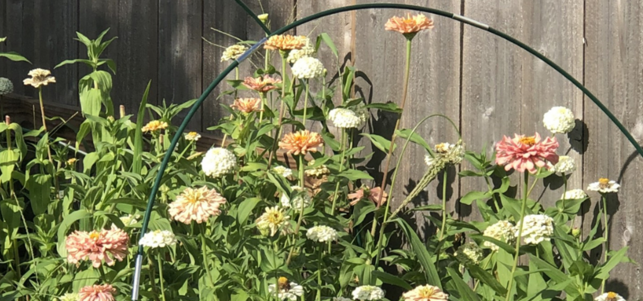 Growing Your Own Fresh Cut Flowers logo