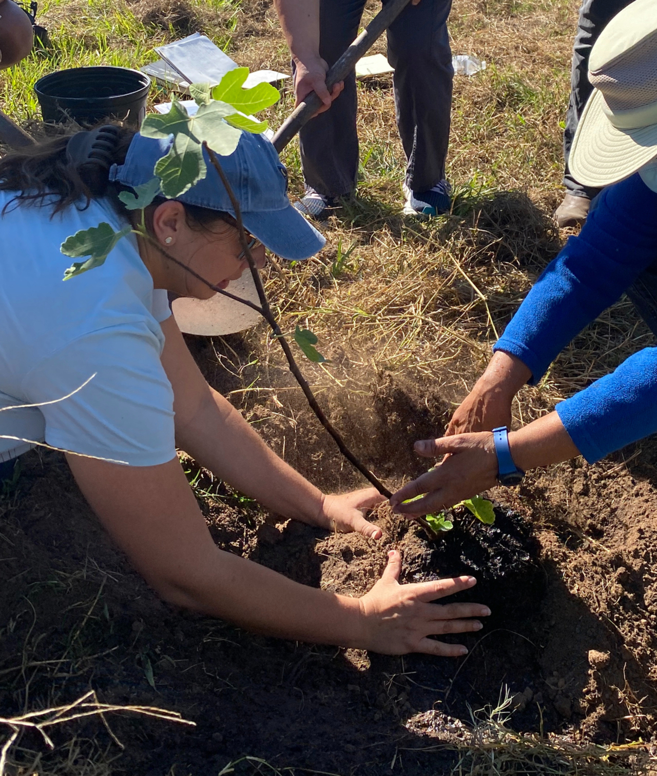 Practical Permaculture: Earth Day Tree Care and Planting logo