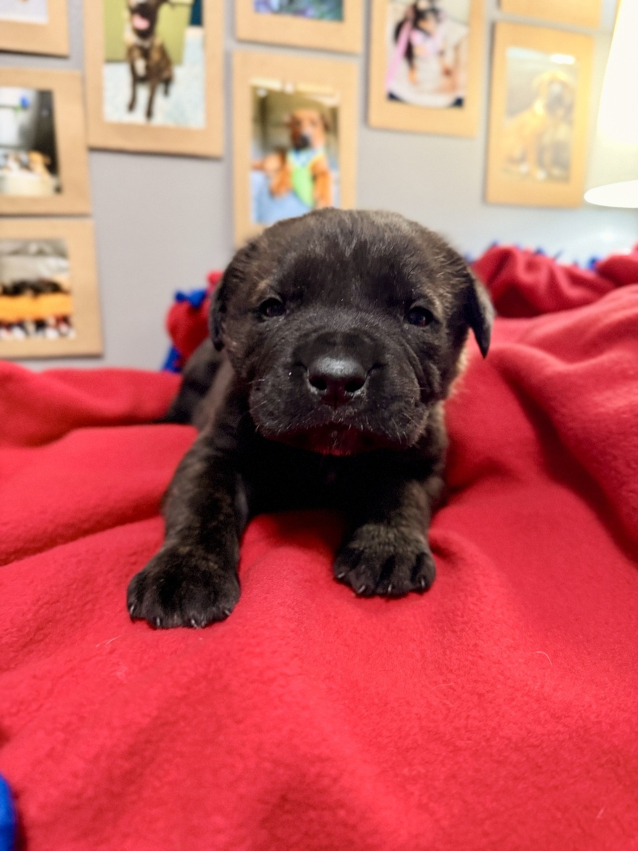 Tiny but Mighty: Graham’s Fight logo