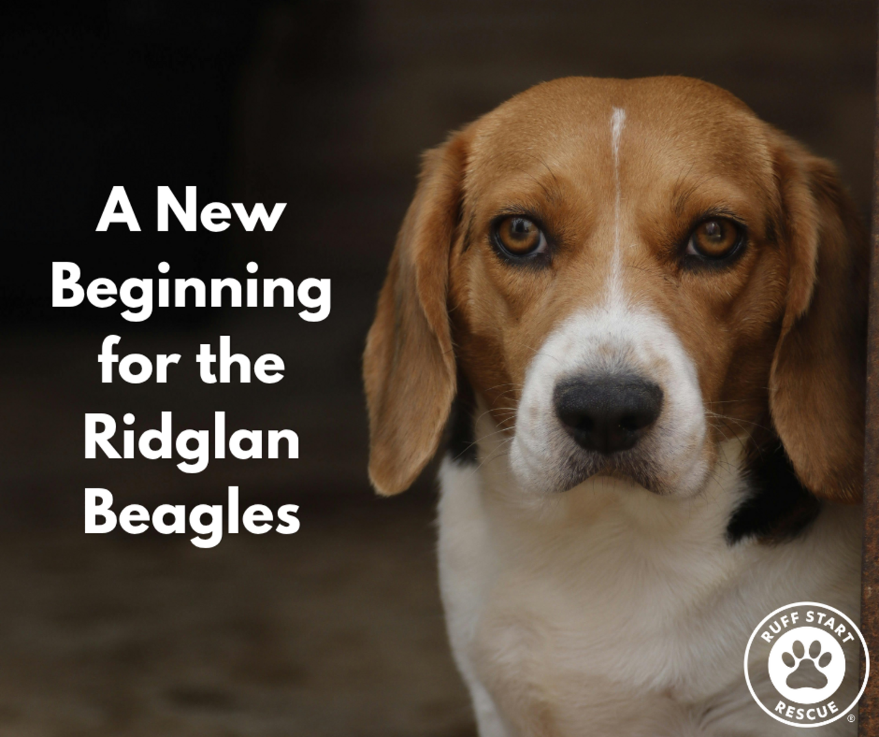 Ridglan Farms beagles are joining Ruff Start Rescue. logo