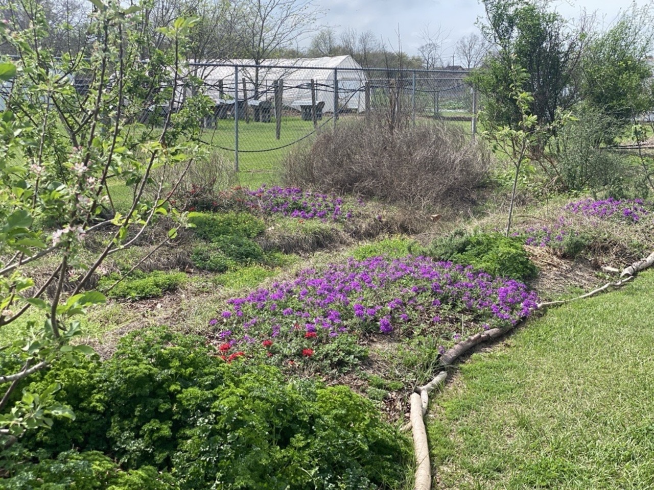Permaculture Skill Share: Regenerative Orchards Volunteer Time at Alief Com... logo
