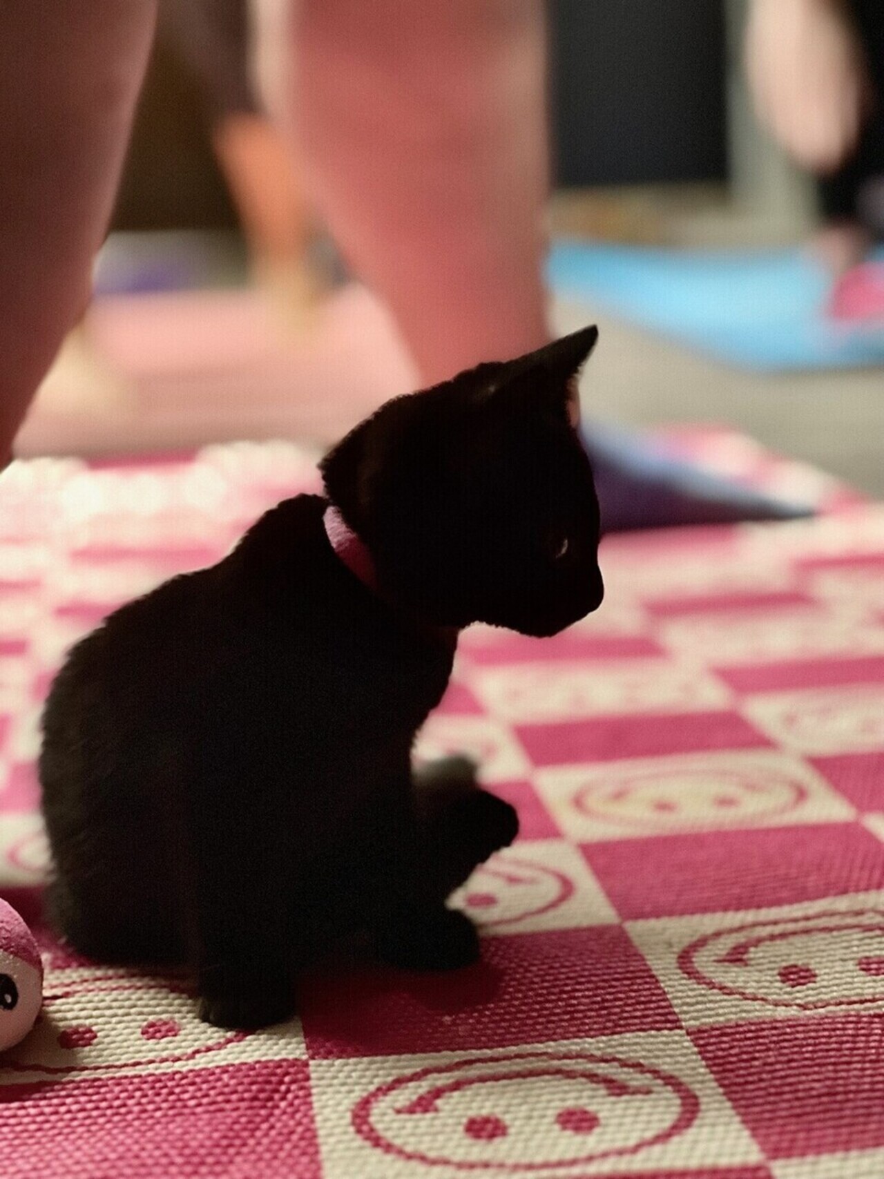 Kitten Yoga at River Kitty logo
