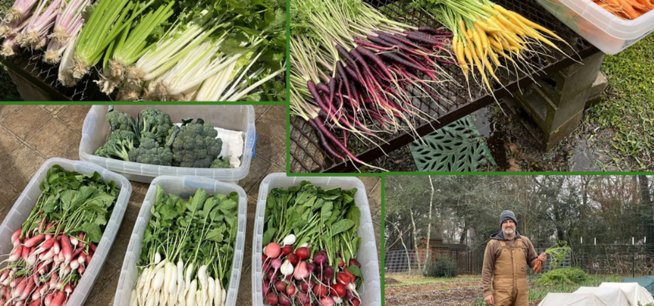 Successfully Growing Winter Vegetables and Herbs logo