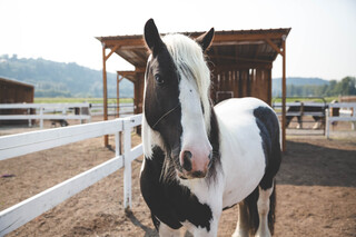 Sponsor Bon Jovi logo