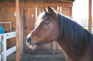 Sponsor Peekaboo logo