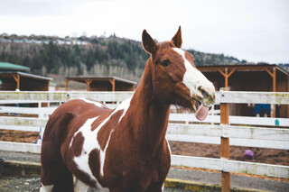 Sponsor Patches logo