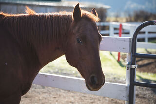 Sponsor Montana logo