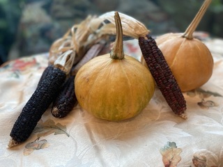 Indigenous Gardening: Companion Planting Corn, Squash and Beans logo