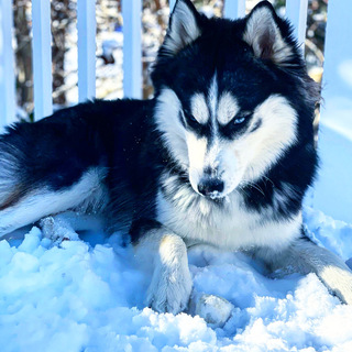 Andrea Couture avatar