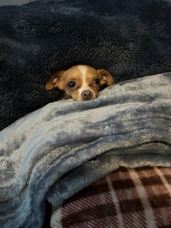 Junior Guallpa avatar