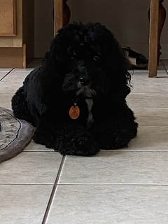 Chelsea Harris avatar