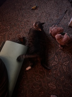 Ashley Fournier avatar