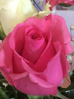 Dianne (DeDe) Kobylarz Singer avatar