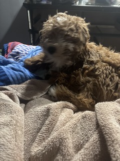 Selene Guifarro avatar