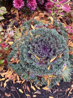 Liliana Drake avatar