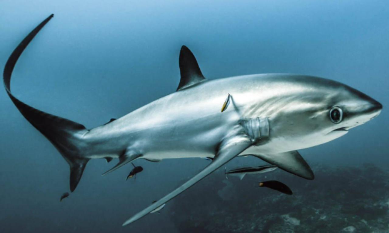 Provident Bank Threshers logo