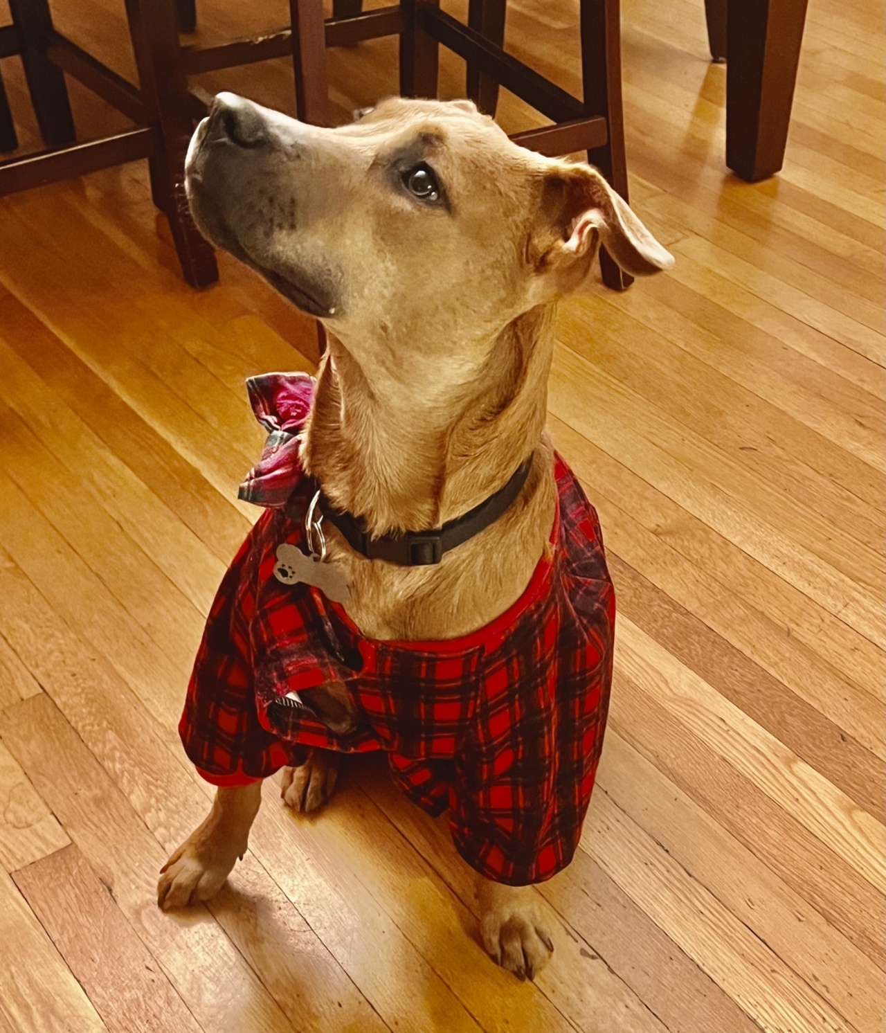 The Totaled Toyotas logo