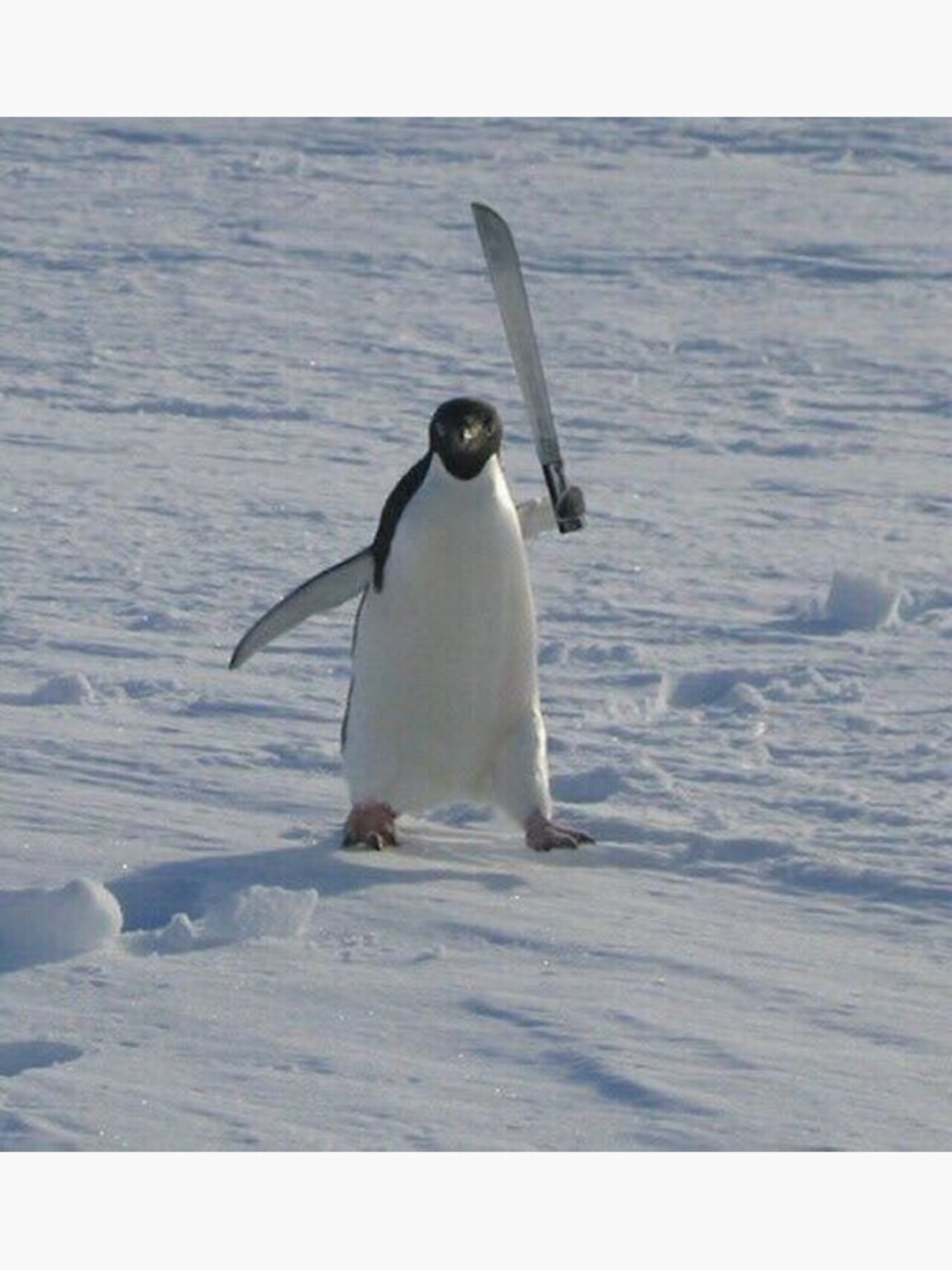 Pablo's Penguins logo