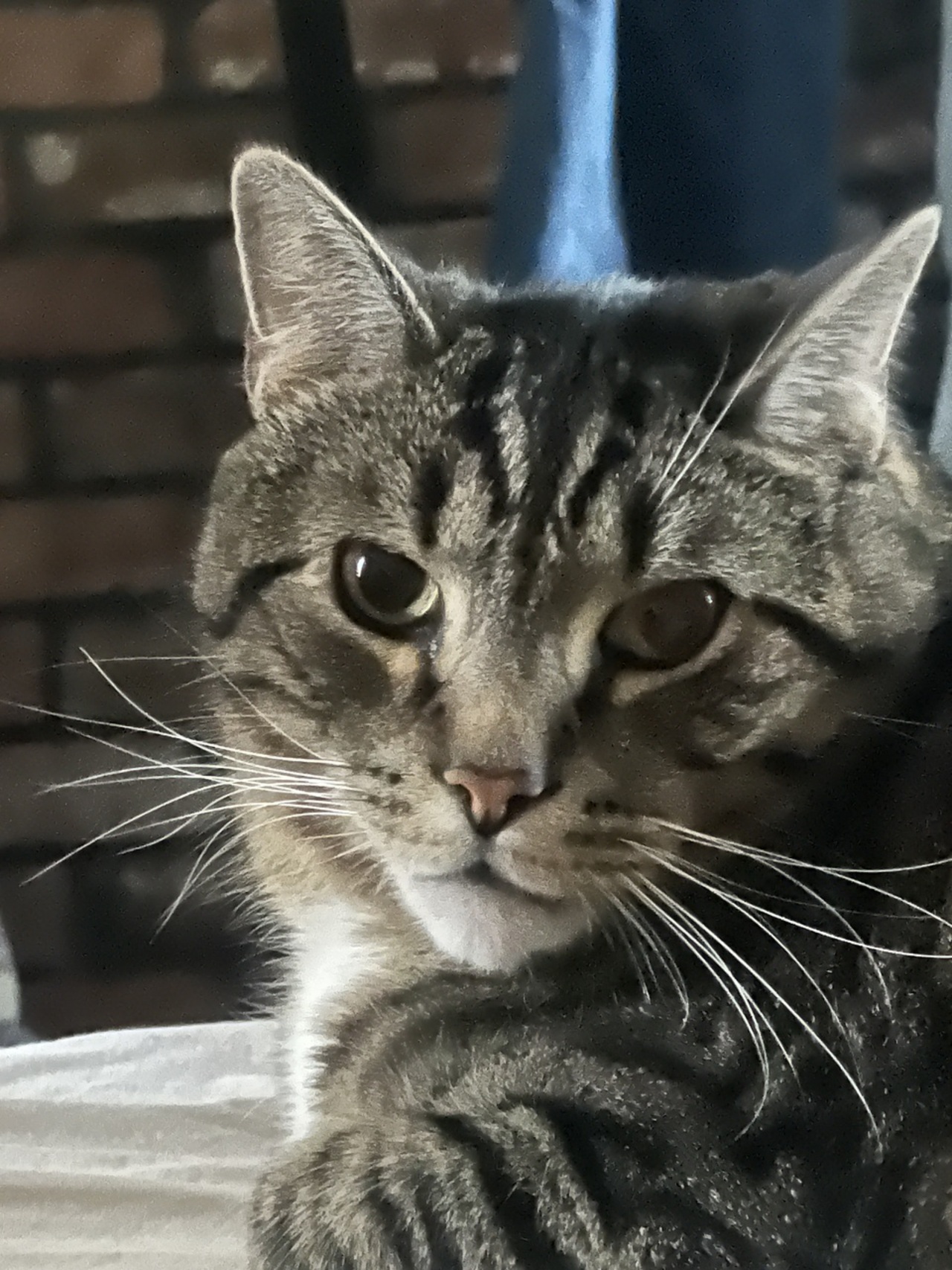 Meatles and Company logo