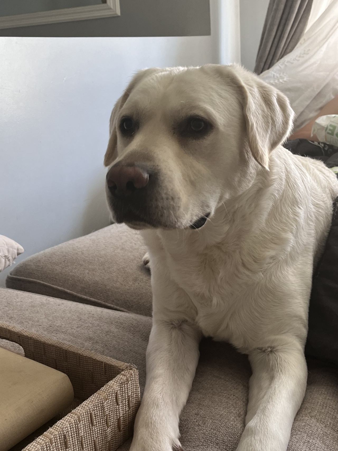 Rocky the Polar bear logo