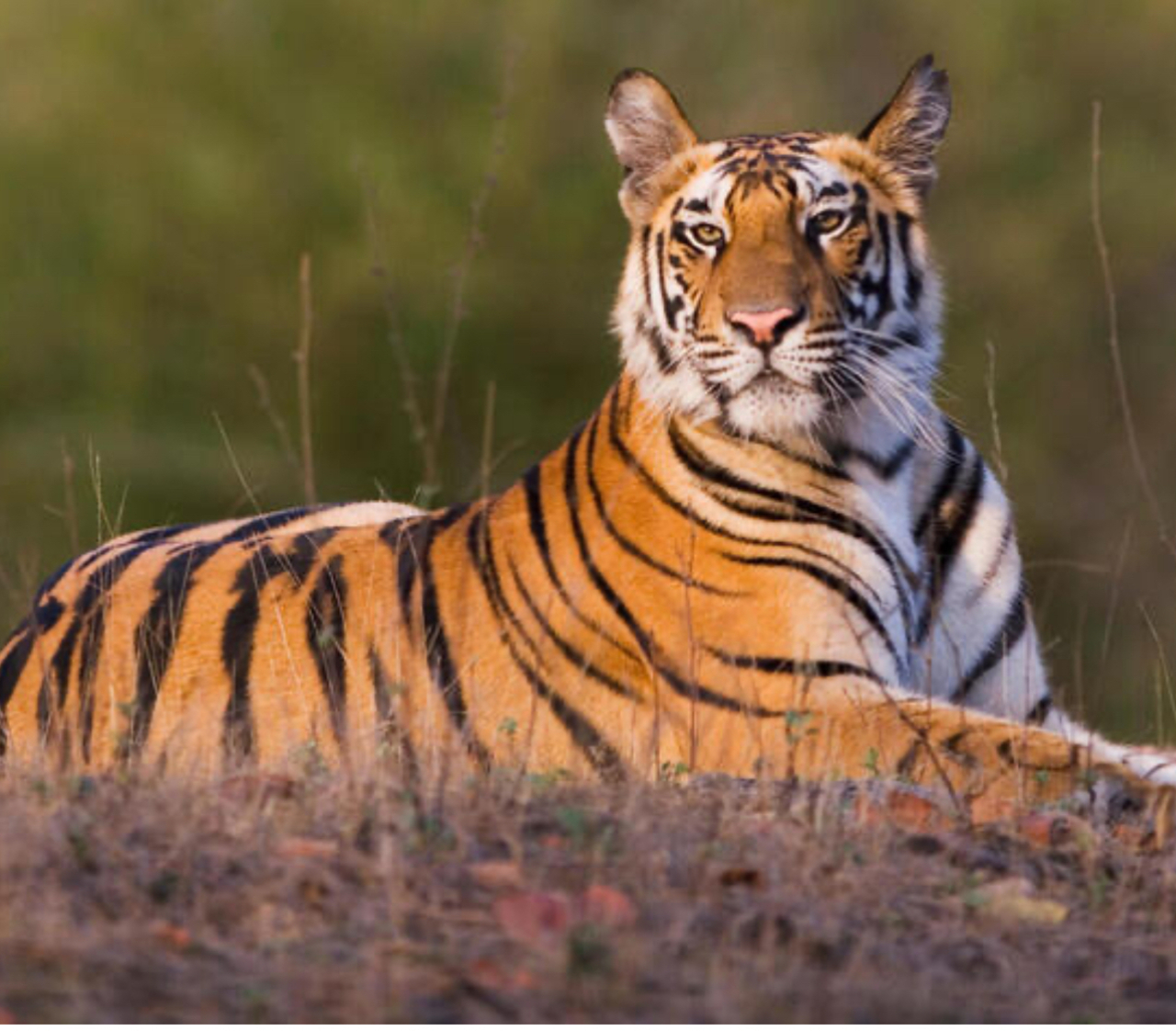 Tiffany’s Tigers logo