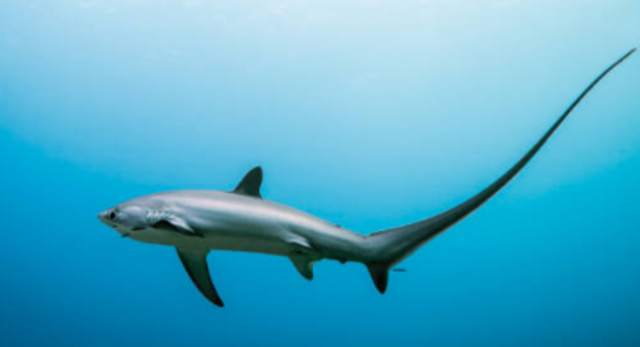 Provident Bank Threshers logo