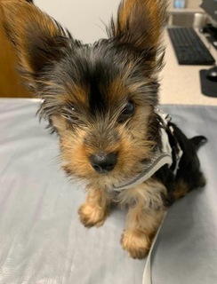 Community Shelter Super Stars 2022 logo