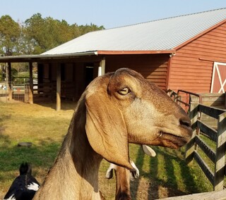 Community Shelter Super Stars 2022 logo