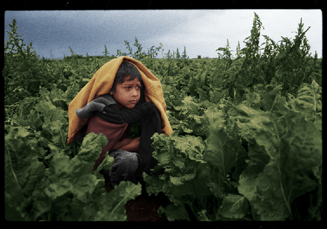 Harvest_kid_in_field_photo.png