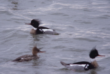 Red-breasted_mergansers_jmb