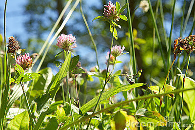 Red-clover-in-meadow-thumb2864245