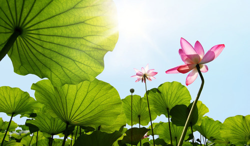 Lotus_image