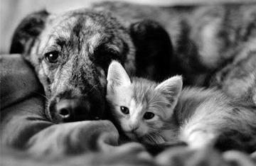 catdogbw.jpg